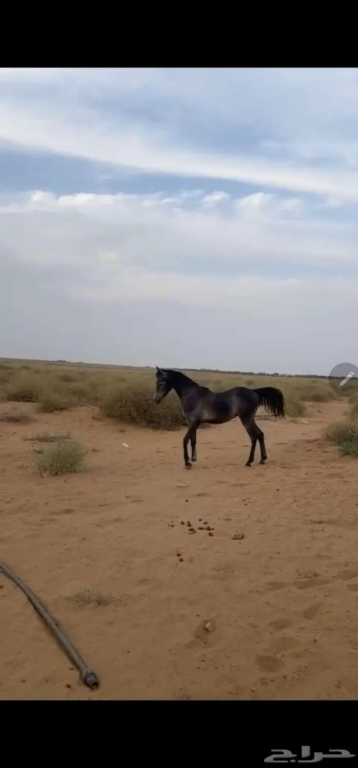 بيش 0