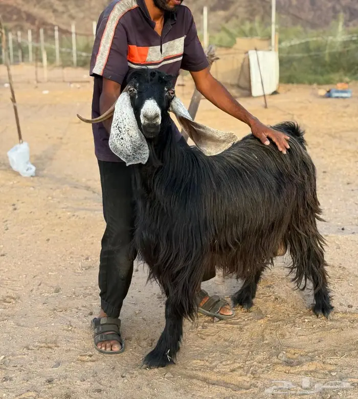 معزا عوارض فوااخر بفحلها مضاريع و دفيع ( مباعه ) 0