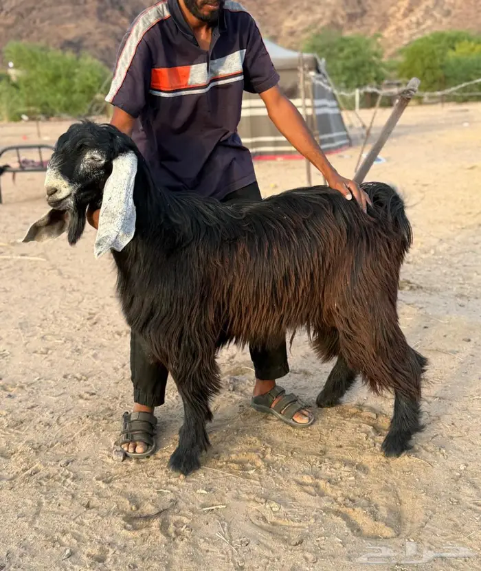معزا عوارض فوااخر بفحلها مضاريع و دفيع ( مباعه ) 9