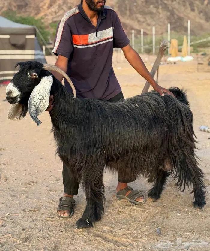 معزا عوارض فوااخر بفحلها مضاريع و دفيع ( مباعه ) 3