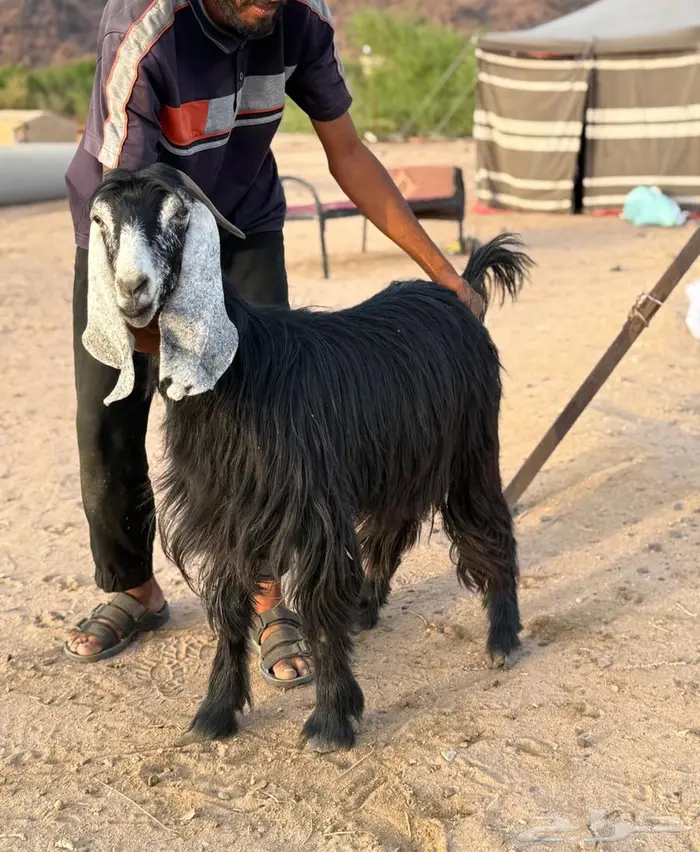 معزا عوارض فوااخر بفحلها مضاريع و دفيع ( مباعه ) 6