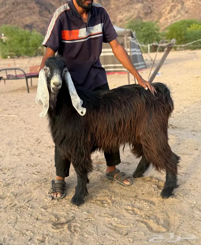 معزا عوارض فوااخر بفحلها مضاريع و دفيع ( مباعه ) 8