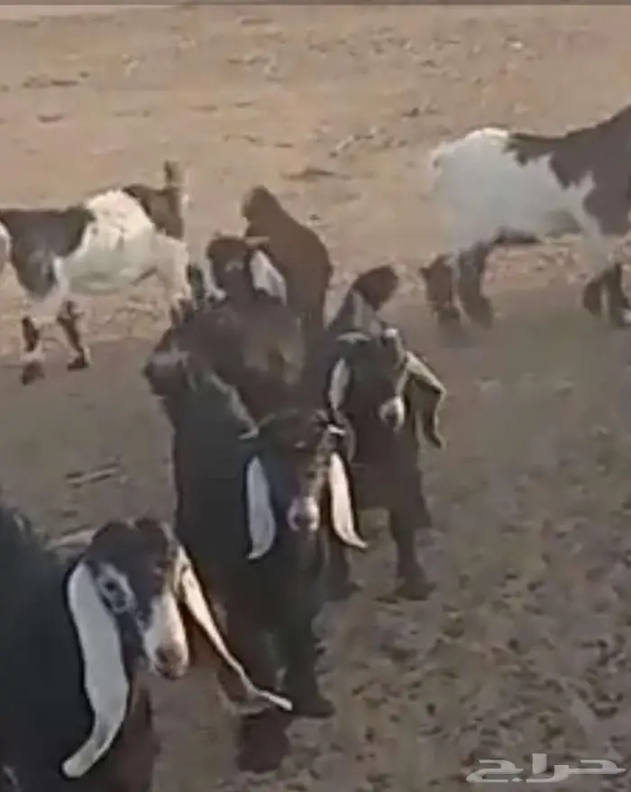 خرفان وتيوس للبيع 3