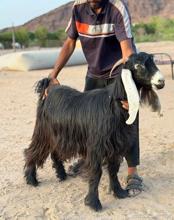 معزا عوارض فوااخر بفحلها مضاريع و دفيع ( مباعه ) 2