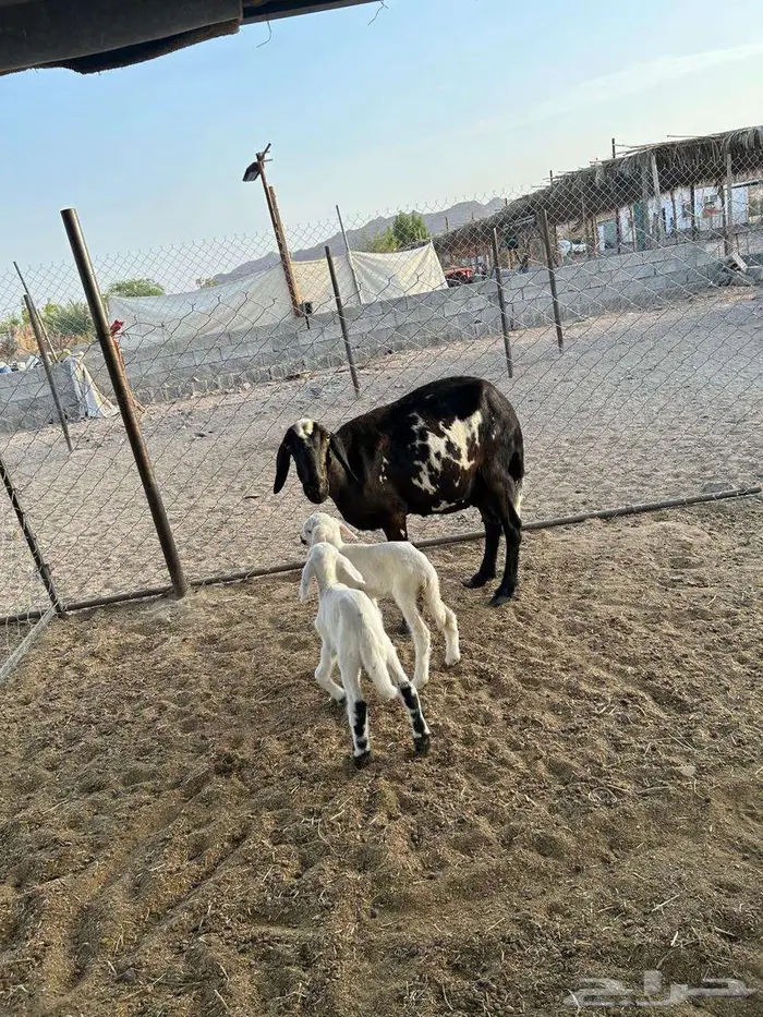 ساكنية معها ثنين 5