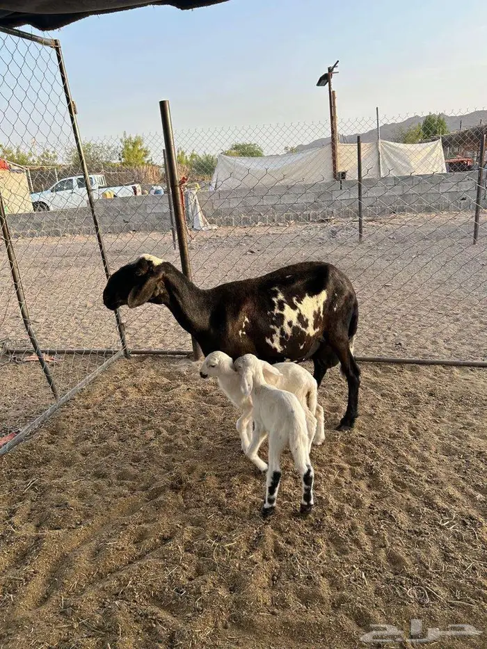 ساكنية معها ثنين 1