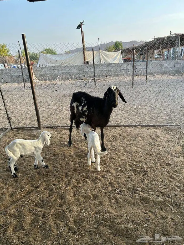 ساكنية معها ثنين 2