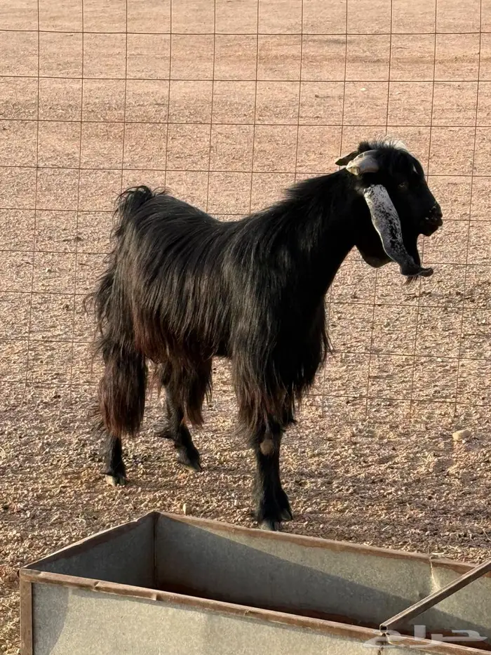 تيس مشروط سنه سدس 2