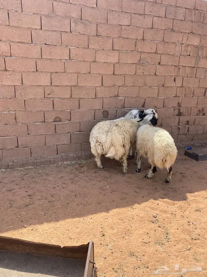 للبيع خرفان طيبات فل شحم وجبر تم البيع 2