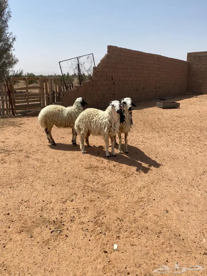 للبيع خرفان طيبات فل شحم وجبر تم البيع 3