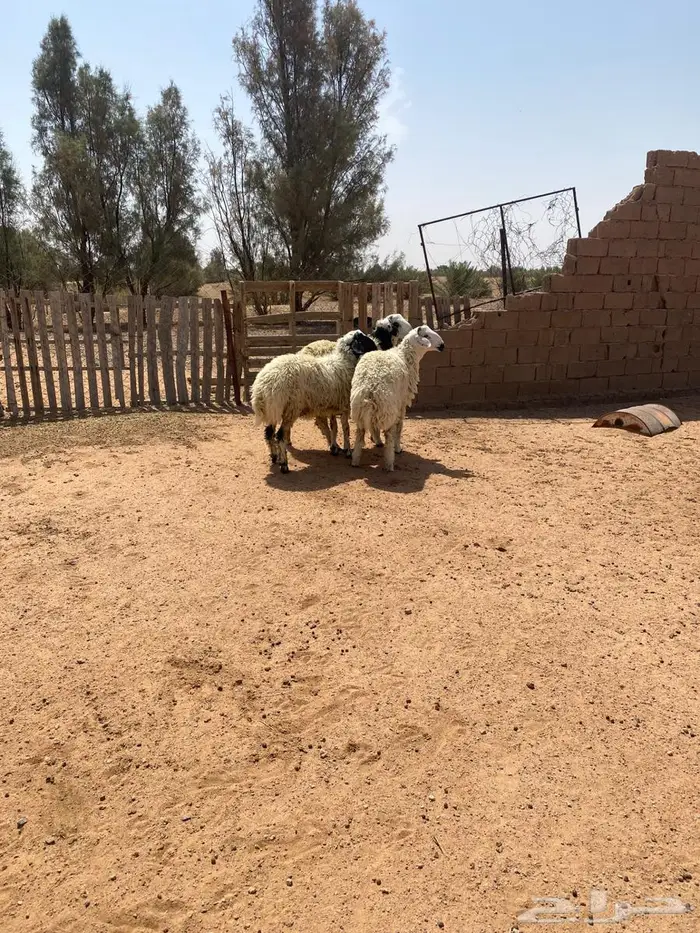 للبيع خرفان طيبات فل شحم وجبر تم البيع 4