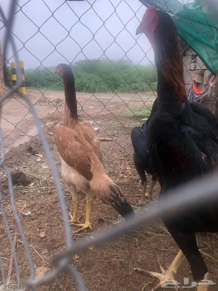 طقم شامو ألماني للبيع 2