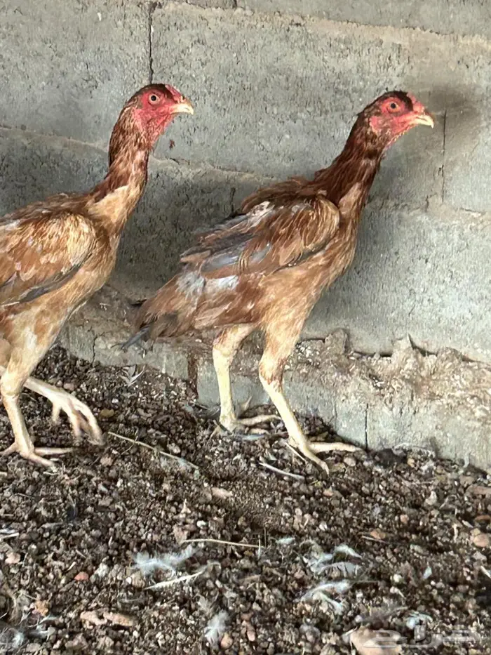 دجاج بكستاني 2