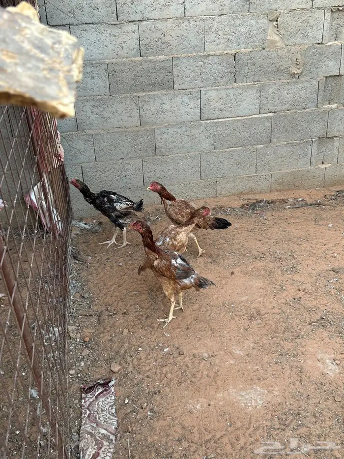 دجاج بكستاني 9