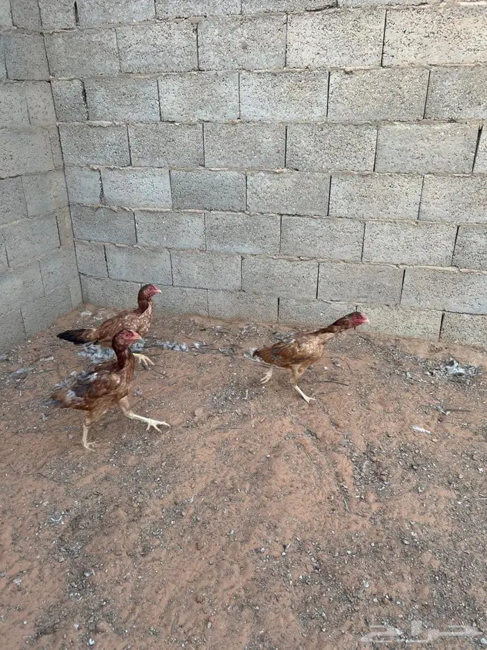 دجاج بكستاني 0