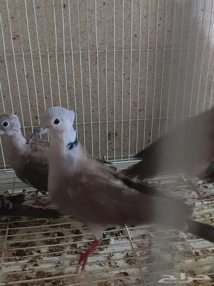 ياكريم قمري هولندي الاحساء صدفي عاجي ابيض 4