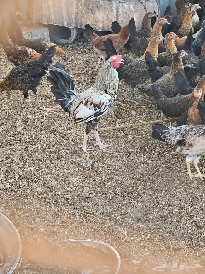 ديك بلدي فخم 0