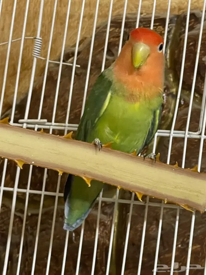 ذكر روز 2
