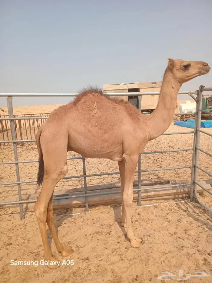 قعود للبيع بالجبيل السعر 4250 0