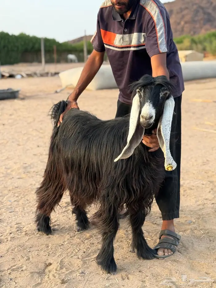 معزا عوارض فوااخر بفحلها مضاريع و دفيع ( مباعه ) 1