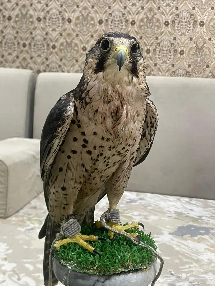 قرناس ثنو. مقاس 13 ونص. طير كفو 2