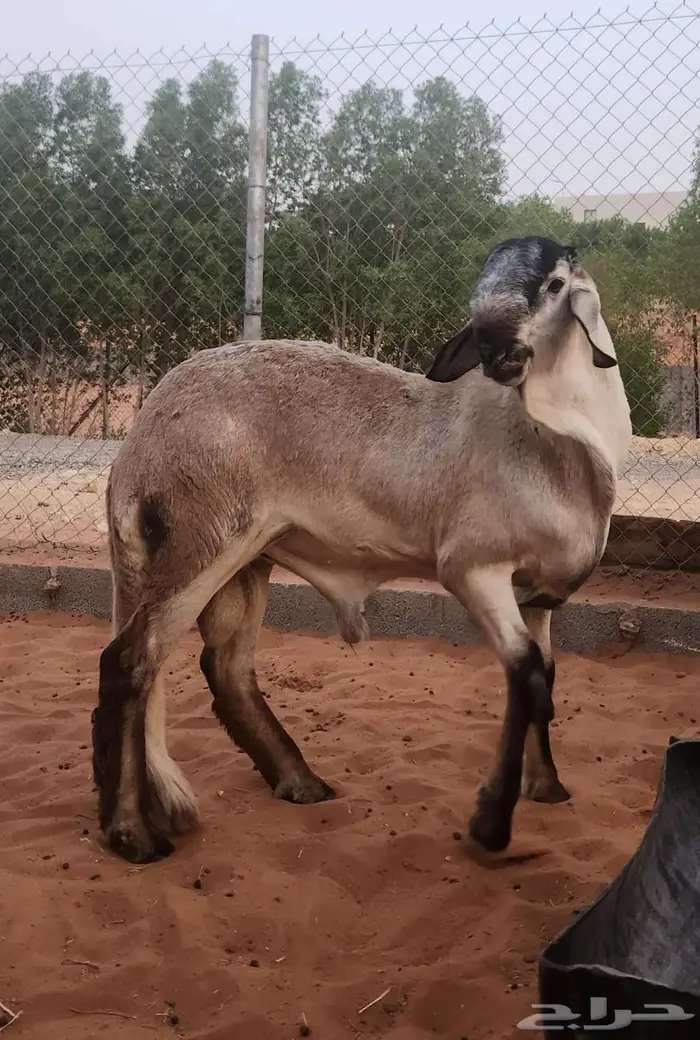 ساكني صنف الصنف 8