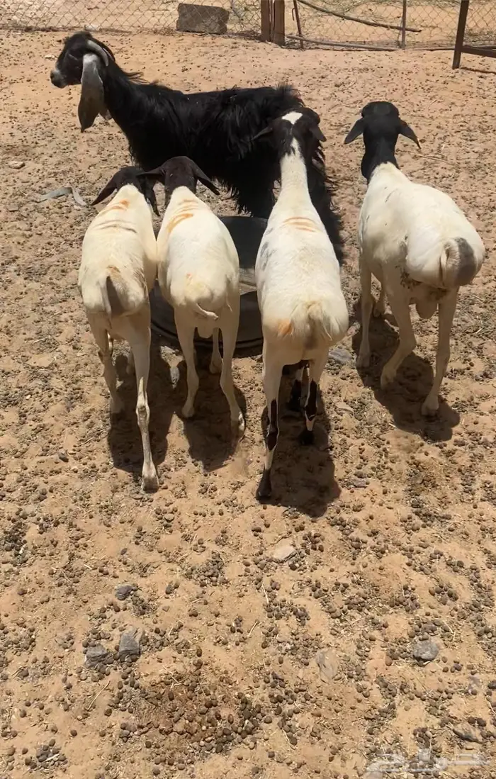 برابر. 1