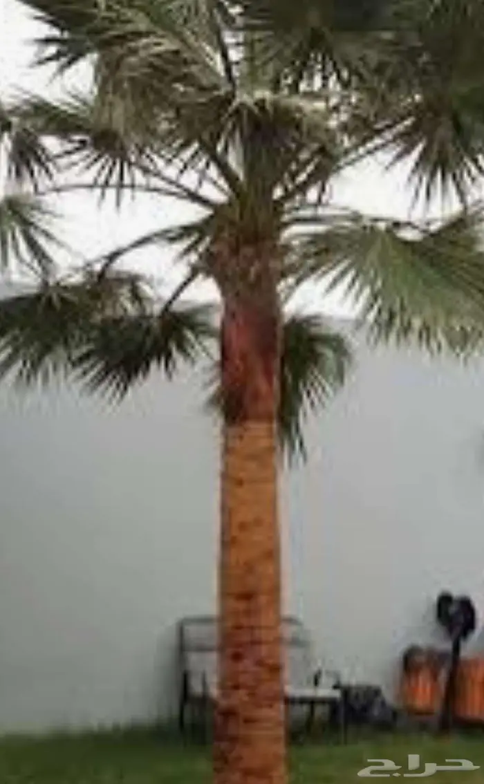 نخل صناعي ب 450 الوحده 0