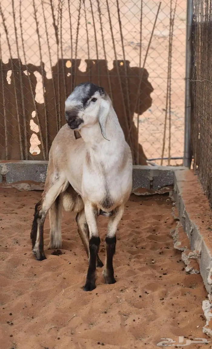 ساكني صنف الصنف 1