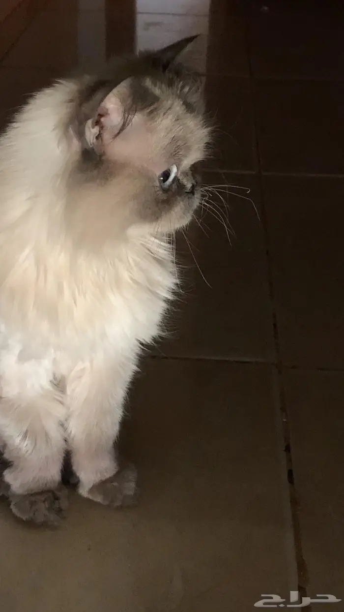 بسه تبني 0