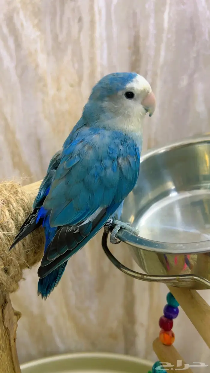 روز اليف 4