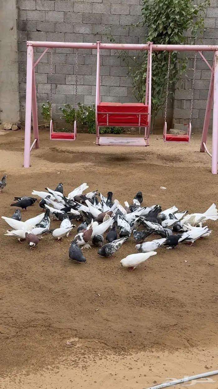عشة حمام للبيع 2