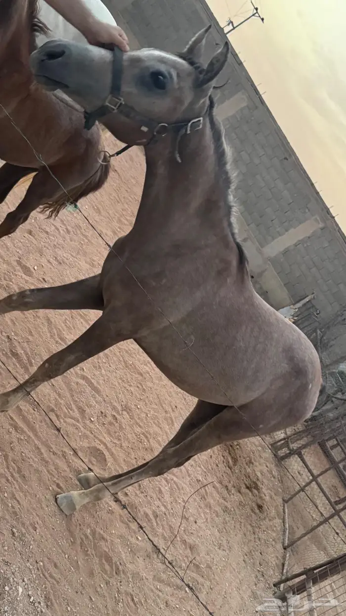 مهر واهو للبيع موالف الابل 2