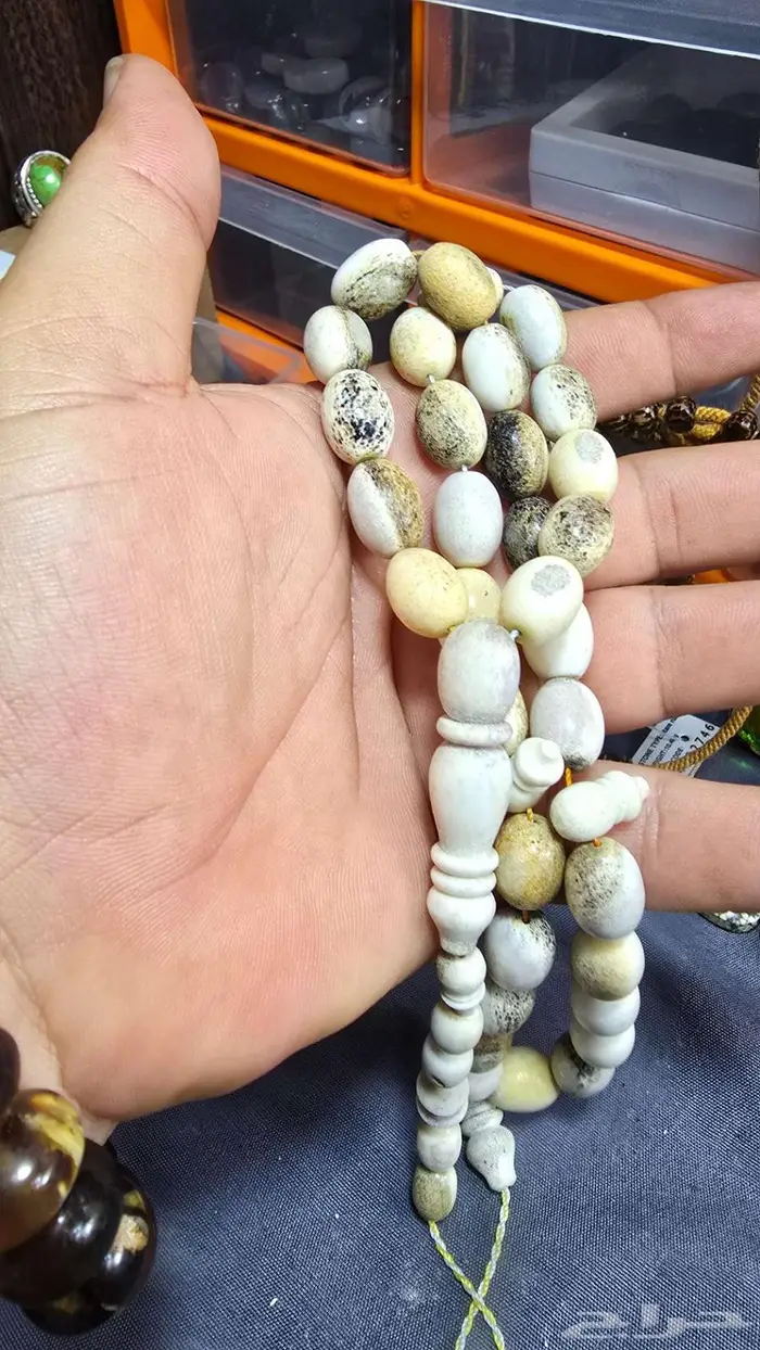 سبحه قرن غزال الايل الاوربي ماشاءالله تبارك الله 4