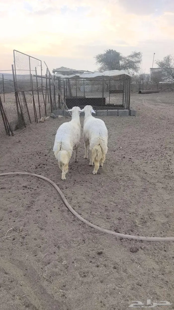 خاروفين للبيع ماشاء الله تبارك الله 1