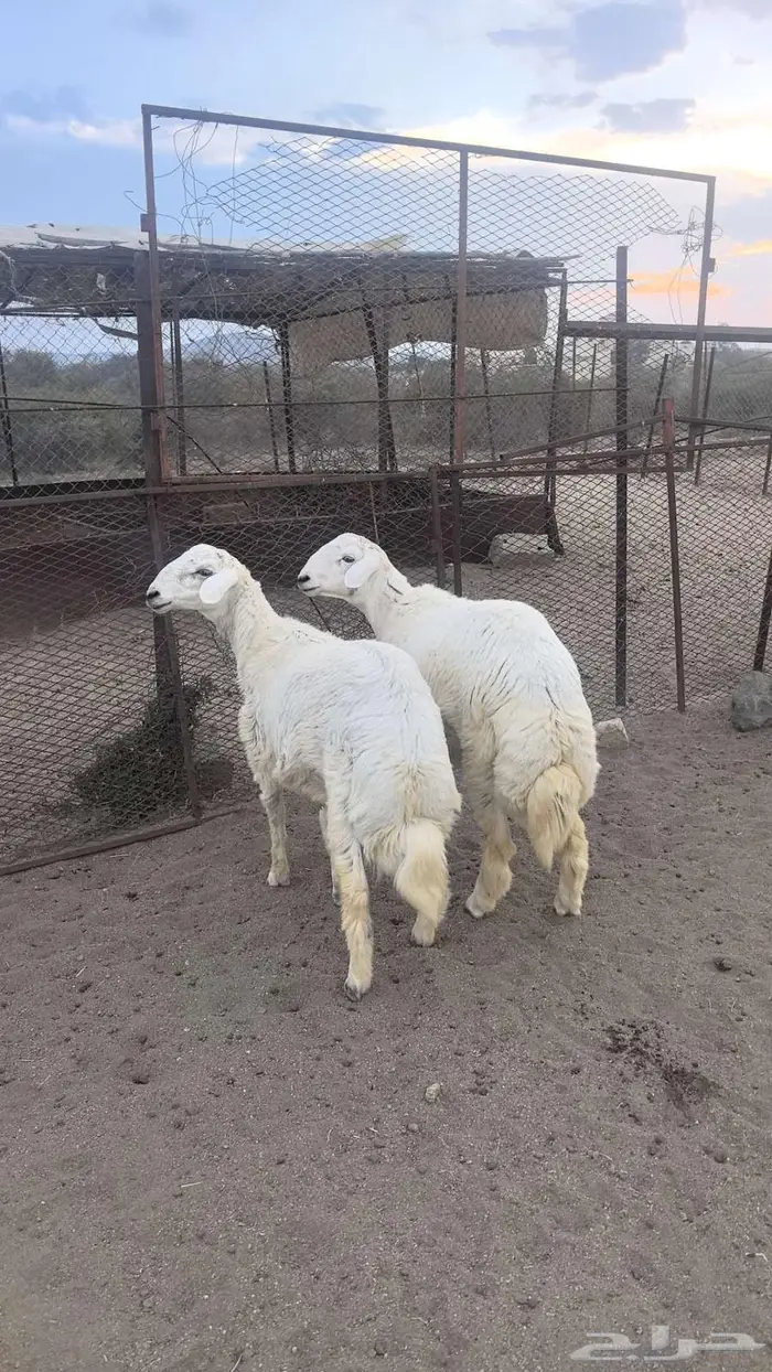 خاروفين للبيع ماشاء الله تبارك الله 3