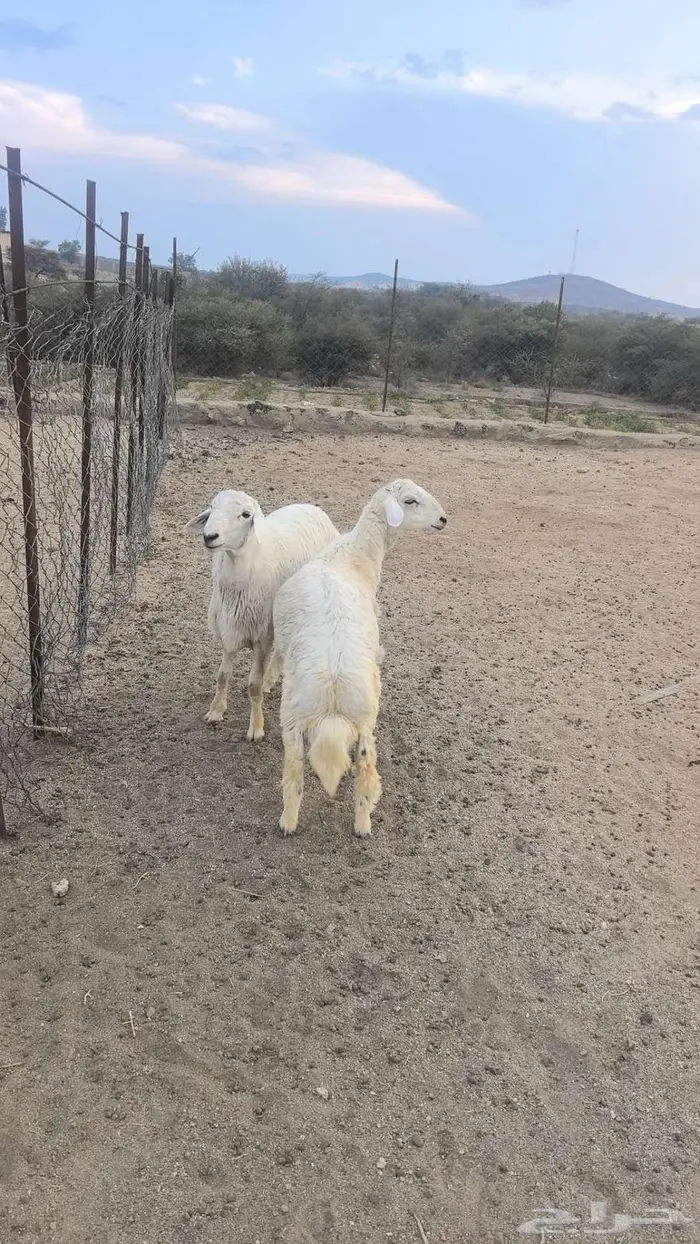 خاروفين للبيع ماشاء الله تبارك الله 0