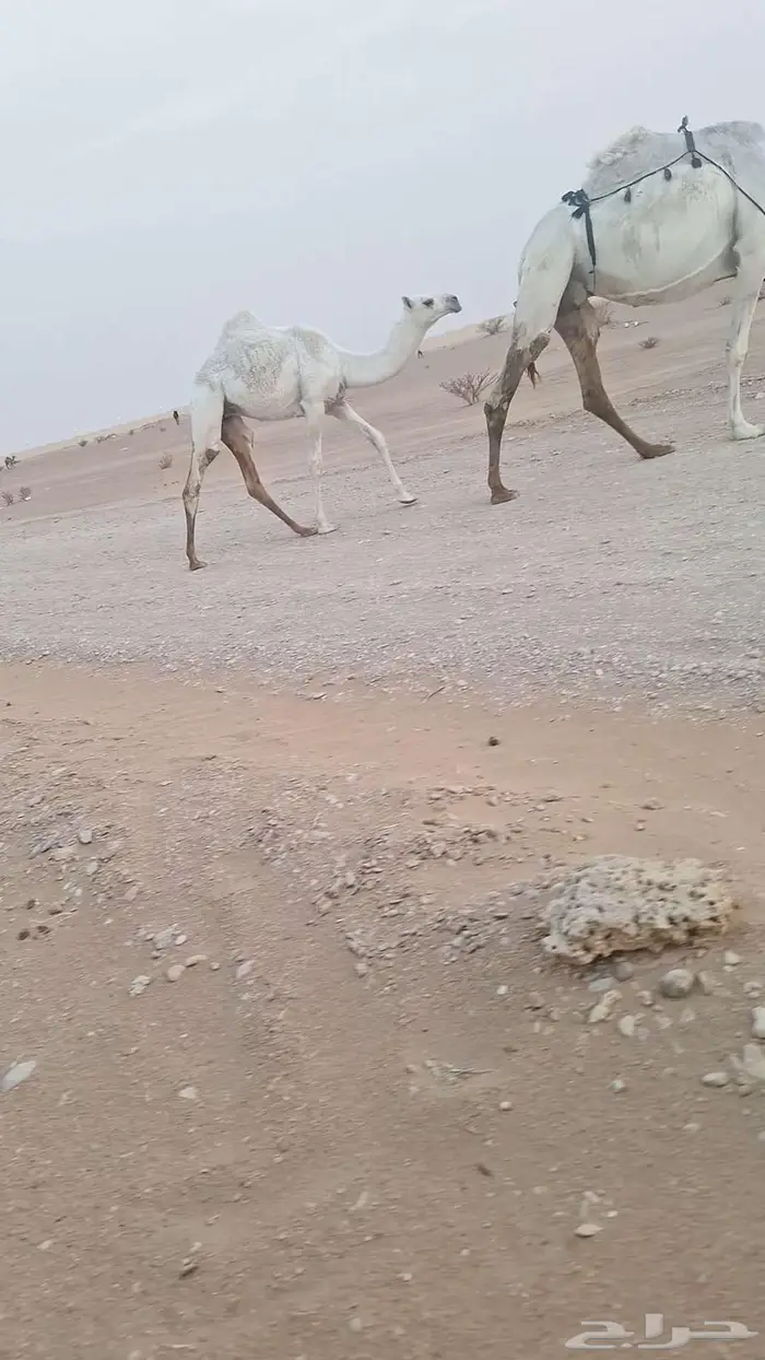 عشراء 1