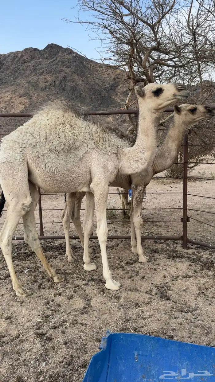 قعود وبكره البيع 0