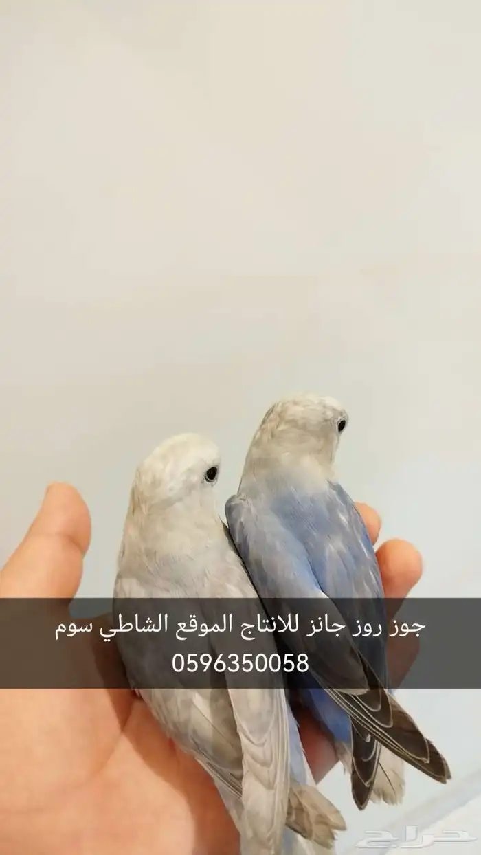 عصفور روز جوز للبيع تحت السوم 0