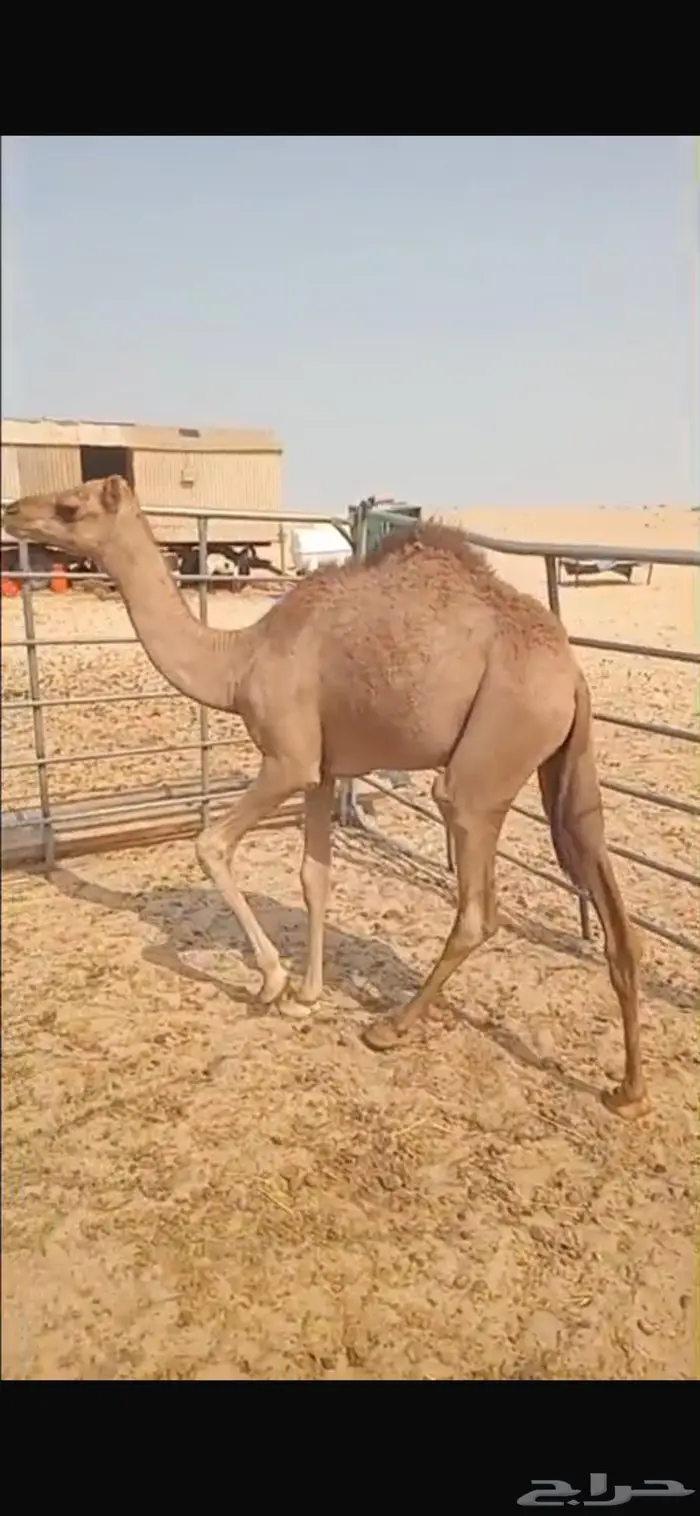 قعود للبيع بالجبيل السعر 4250 1