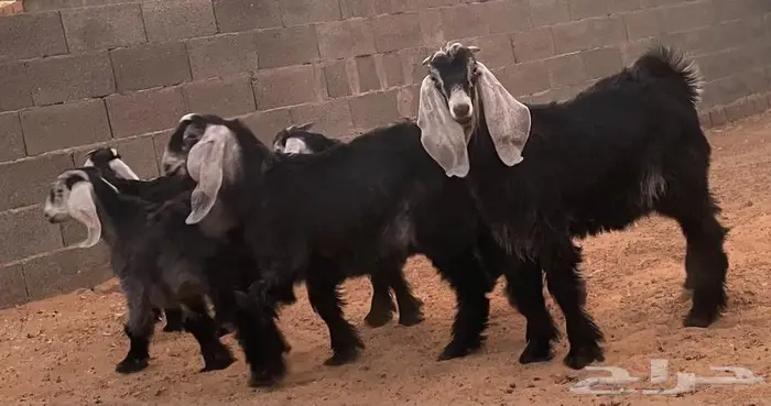 تيوس للبيع 5 أشهر 4