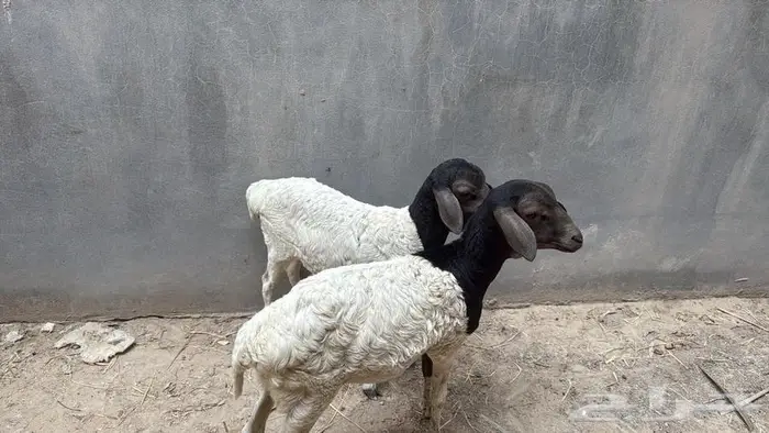 رخلتين بربريتين 0
