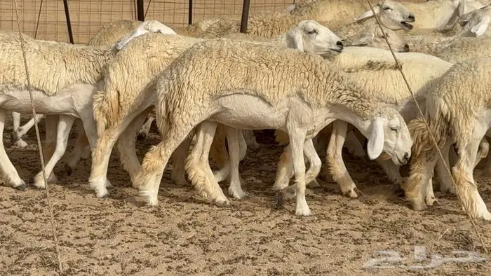 رخال حرش صنف الصنف 50 بفحلها 3