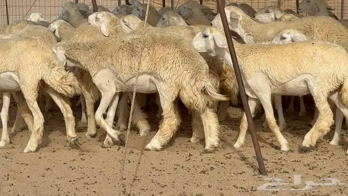 رخال حرش صنف الصنف 50 بفحلها 1