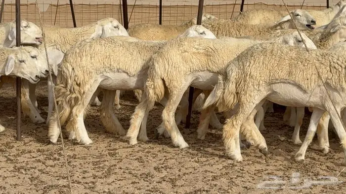 رخال حرش صنف الصنف 50 بفحلها 2