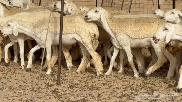 رخال حرش صنف الصنف 50 بفحلها 13