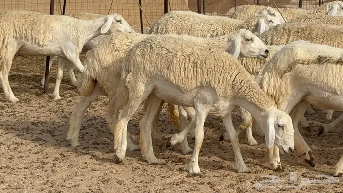 رخال حرش صنف الصنف 50 بفحلها 18
