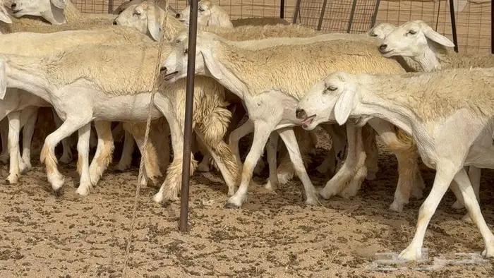 رخال حرش صنف الصنف 50 بفحلها 12