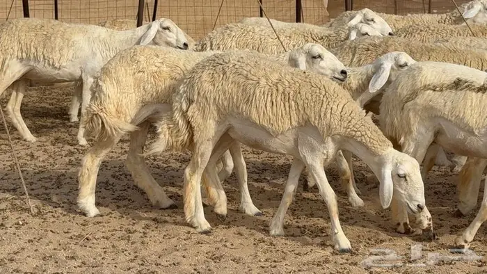 رخال حرش صنف الصنف 50 بفحلها 19